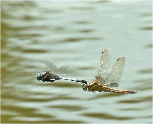 Orthetrum sp.