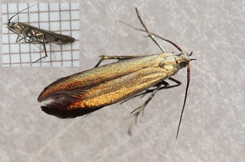 Coleophora alcyonipennella