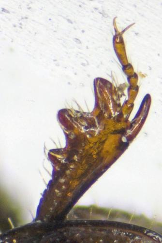 Aphodius schlumbergeri