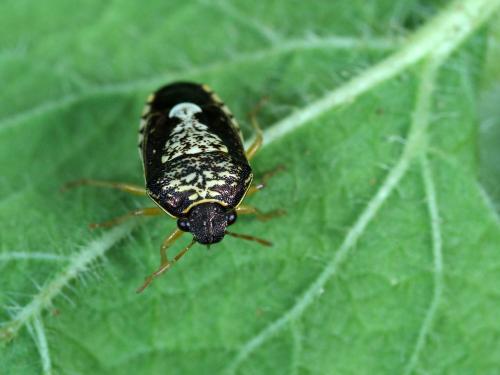 Menida maculiventris