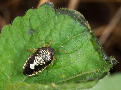Menida maculiventris