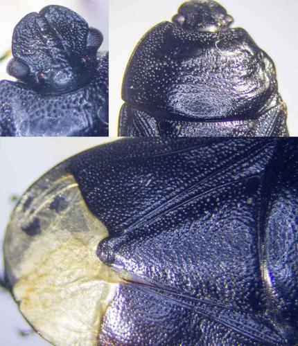Réf. 237 581 : Sehirus morio
