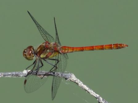 Sympetrum striolatum