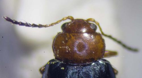 Réf. 237 223 : Podagrica fuscicornis