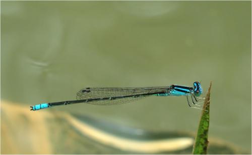 Pseudagrion spencei
