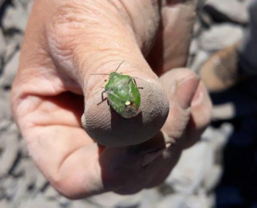 Réf. 237 288 : Chlorochroa juniperina