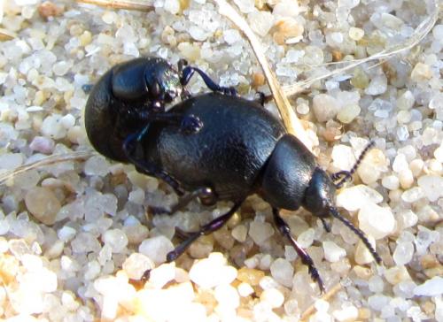 Réf. 237 701 : Timarcha goettingensis