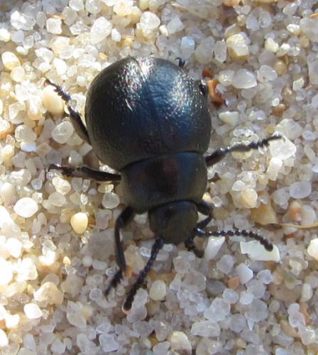 Réf. 237 778 : Timarcha goettingensis