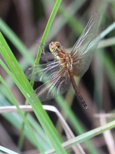 Réf. 237 319 : Sympetrum flaveolum