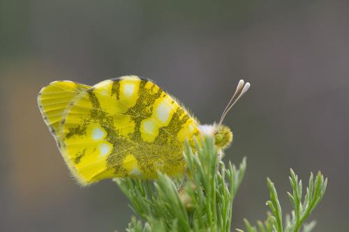 Zegris eupheme