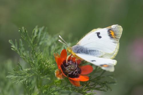 Zegris eupheme