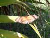 237149 – Photo : Astrid Labaye – Guyane française