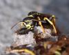 237806 – Photo : Catherine Reymonet-Smitten – France (19)