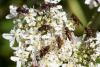 237770 – Photo : Pierre Duhem – France (73)