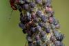 237857 – Photo : Pierre Duhem – France (73)