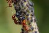 237856 – Photo : Pierre Duhem – France (73)