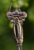 237794 – Photo : René Brenguier – France (13)