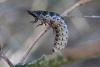 237214 – Photo : Gerard VIGO – France (07)
