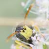 237752 – Photo : Didier Houbrechts – Belgique