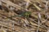 237786 – Photo : Bertrand Piney – France (44)