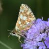 237946 – Photo : Yoann Pelouard – France (05)