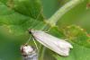 237714 – Photo : Michel Ehrhardt – France (68)