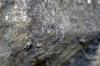 Holocnemus pluchei