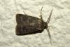 237551 – Photo : Thierry Madigou – France (35)