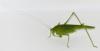 Phaneroptera nana