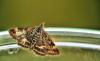 237473 – Photo : Jean-Pierre Viallard – France (28)