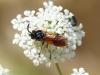 237576 – Photo : Simon Barbier – France (80)
