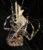 Araneus angulatus