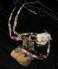 Araneus angulatus