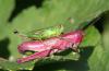237418 – Photo : Yoann Pelouard – France (74)