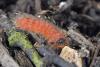 Trichodes sp.