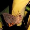 237041 – Photo : Norbert Verneau – Mayotte