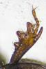 237830 – Photo : Patrick Deyroze – France (64)