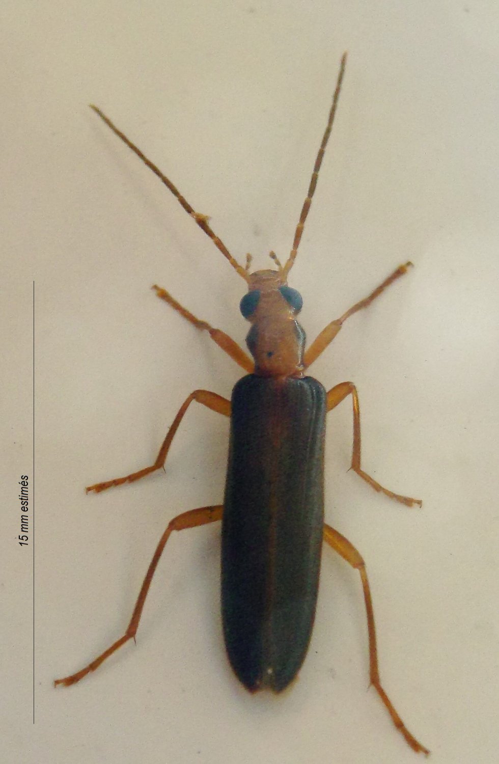 Jean-Claude Jamoulle - Nacerdes (Xanthochroa) carniolica - réf. 237678 (980 x 1500 pixels, 148 ko)