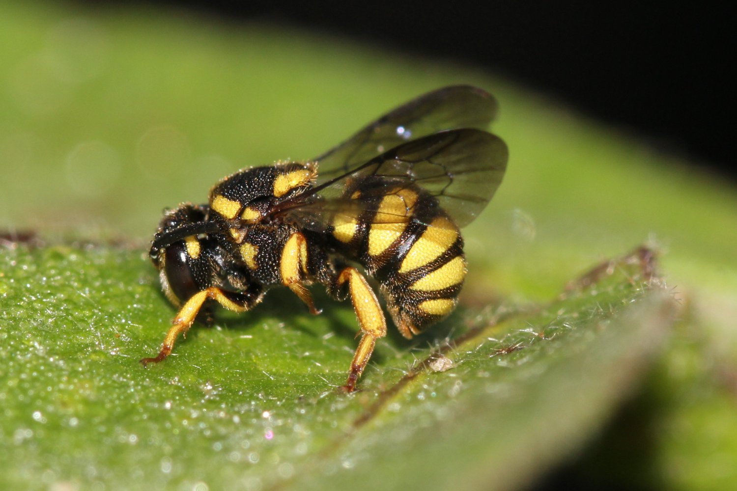 françoise vaselli - Stelis (Protostelis) signata - réf. 237586 (1500 x 1000 pixels, 179 ko)