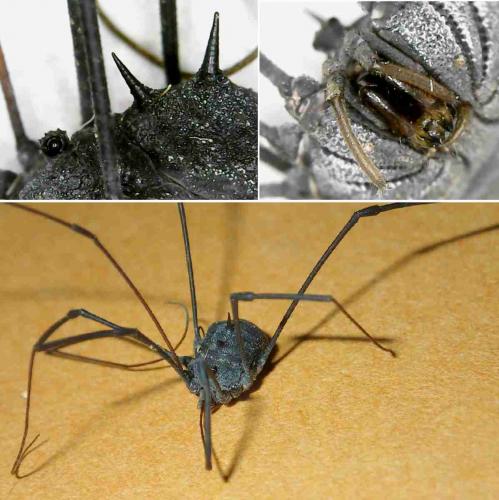 Gagrella thaiensis