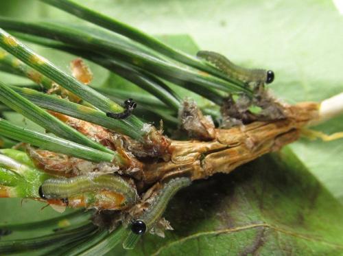 Réf. 238 330 : Neodiprion sertifer