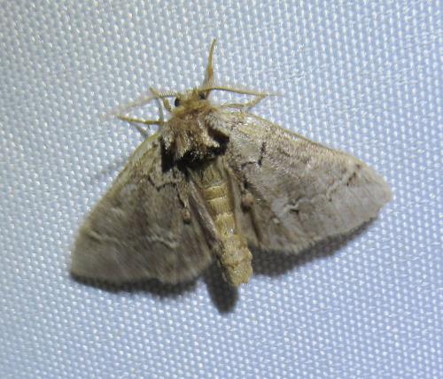 Réf. 238 658 : Drymonia melagona