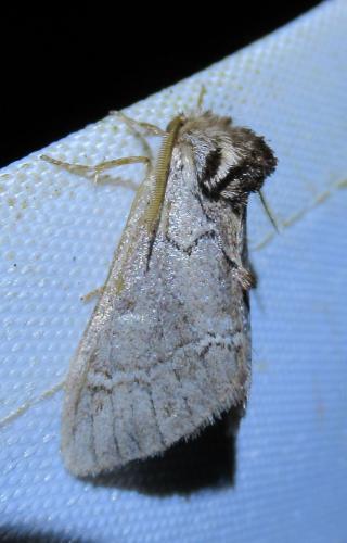 Réf. 238 659 : Drymonia melagona