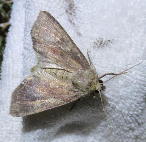 Réf. 238 759 : Lacanobia oleracea