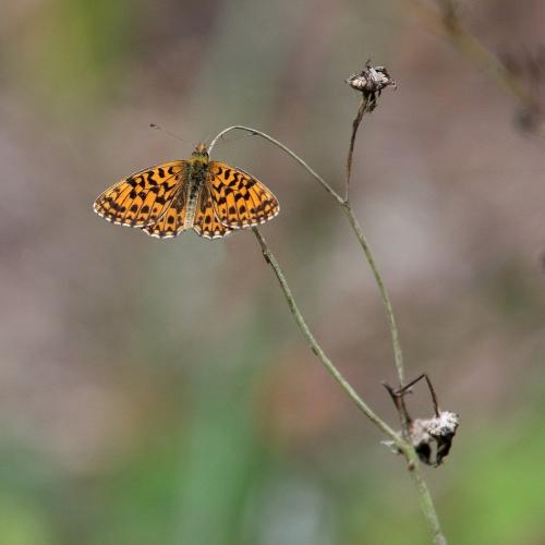 Boloria dia