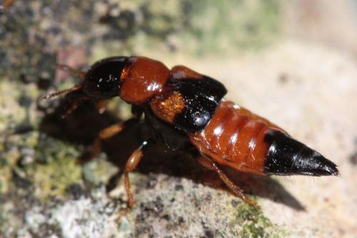 Oxyporus rufus
