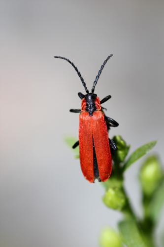 Réf. 238 184 : Lygistopterus sanguineus