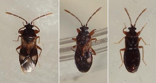 Réf. 238 730 : Tempyra biguttula