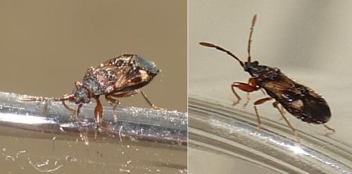 Réf. 238 731 : Tempyra biguttula