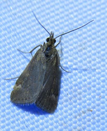 Pyrausta despicata